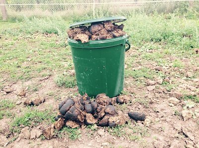 Pferdemist  (Foto: )