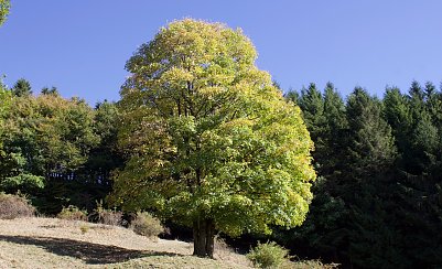 Klimaziele f&uuml;r eine gesunde Natur Foto: Archiv-emw