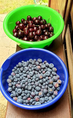 Kirschen und Blaubeeren (Foto: Joachim Retzek)