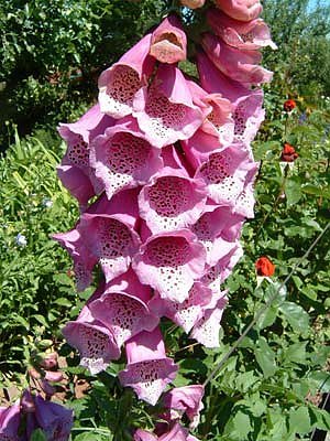 Fingerhut (Foto: Hans-J&uuml;rgen Schmidt)