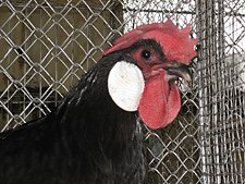 Huhn (Foto: Udo Hofmann)