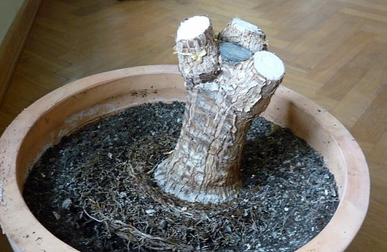 Schecks &uuml;bergeben (Foto: Karl-Heinz Herrmann)