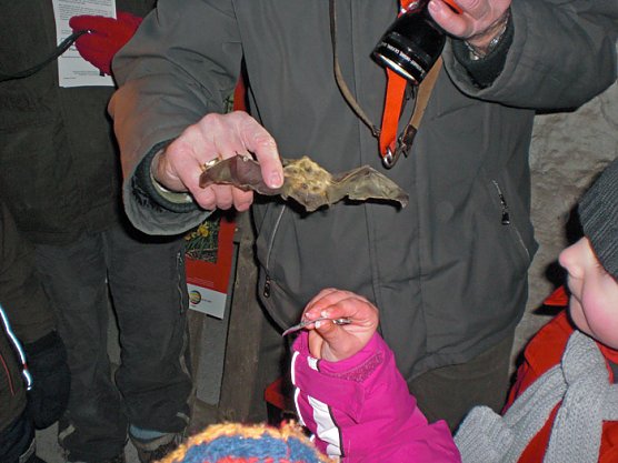 Auf der Suche nach den Flederm&auml;usen (Foto: Kindervilla Bad Frankenhausen)