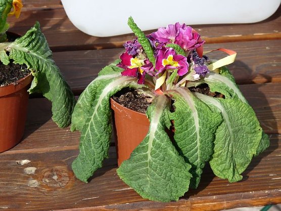 Hier sieht es ja aus! (Foto: Karl-Heinz Herrmann)