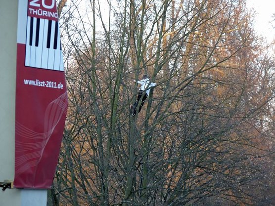 Jugend musiziert (Foto: Karl-Heinz Herrmann)