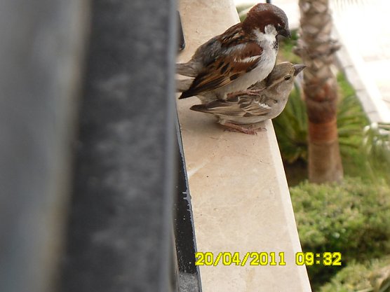Amore auf der Balkonbrüstung (Foto: Uschi Schneider ) Amore auf der Balkonbrüstung (Foto: Uschi Schneider )