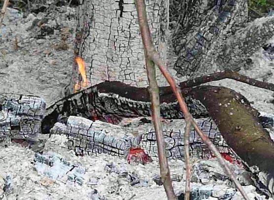 Baumpflege mit Feuer? (Foto: Karl-Heinz Herrmann)