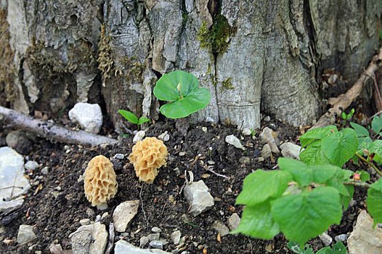 Entdecken Sie die Natur (Foto: Hans-J&uuml;rgen Schmidt)