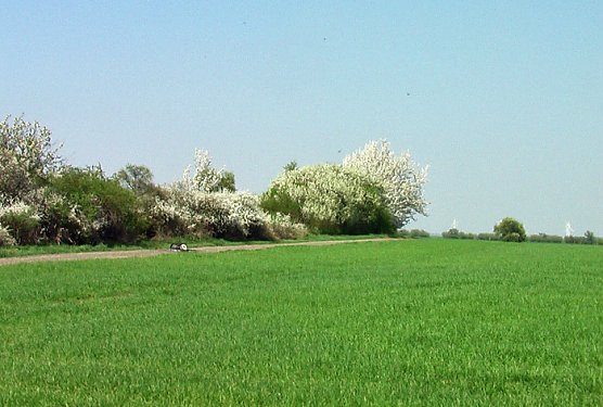 Feuerteufel unterwegs (Foto: Karl-Heinz Herrmann) Feuerteufel unterwegs (Foto: Karl-Heinz Herrmann)