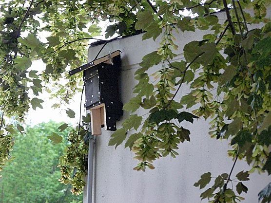 Fledermausfreundliche Kindervilla (Foto: Karl-Heinz Herrmann) Fledermausfreundliche Kindervilla (Foto: Karl-Heinz Herrmann)