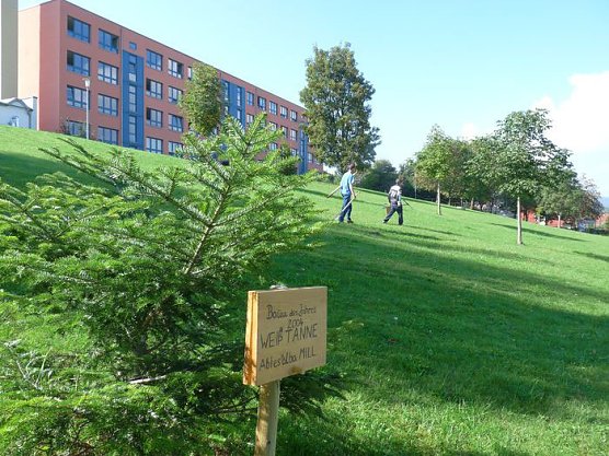 Baum des Jahres (Foto: Karl-Heinz Herrmann)