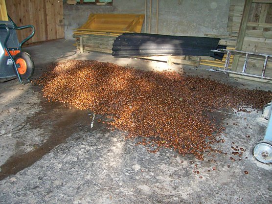 Aufruf zum Sammeln von Eichensaatgut (Foto: Thomas Deilmannn) Aufruf zum Sammeln von Eichensaatgut (Foto: Thomas Deilmannn)