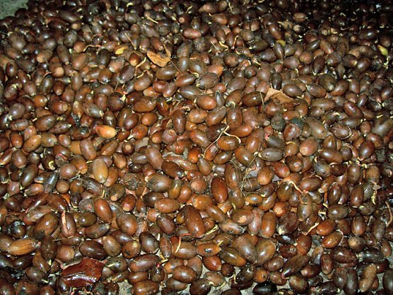 Aufruf zum Sammeln von Eichensaatgut (Foto: Thomas Deilmannn) Aufruf zum Sammeln von Eichensaatgut (Foto: Thomas Deilmannn)