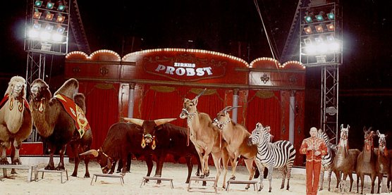 Zirkus Probst (Foto: Zirkus Probst) Zirkus Probst (Foto: Zirkus Probst)