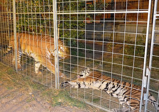 Zirkus Probst (Foto: Karl-Heinz Herrmann) Zirkus Probst (Foto: Karl-Heinz Herrmann)