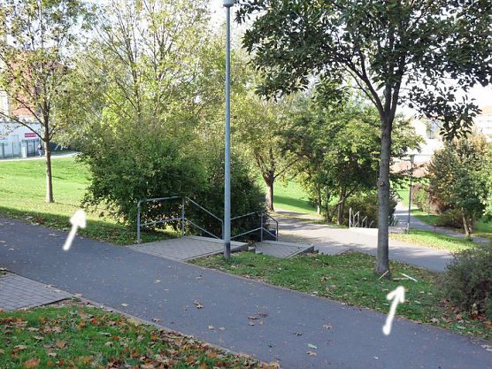 Baum des Jahres (Foto: Karl-Heinz Herrmann)