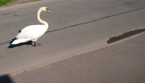 Schwan auf Wanderschaft (Foto: Karl-Heinz Herrmann)