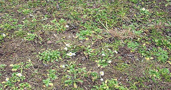 Dem Frühling begegnet? (Foto: Karl-Heinz Herrmann) Dem Frühling begegnet? (Foto: Karl-Heinz Herrmann)