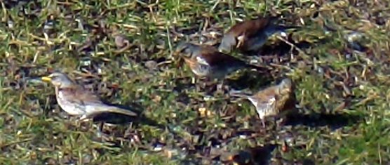 Unbekanntes Flugobjekt (Foto: Familie Kieper)