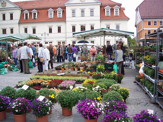 SDH in Kürze (Foto: Stadt Sondershausen) SDH in Kürze (Foto: Stadt Sondershausen)