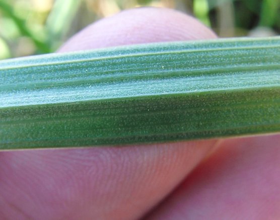 Heimische Pflanzen: Wiesen-Goldstern (Foto: B. Schwarzberg) Heimische Pflanzen: Wiesen-Goldstern (Foto: B. Schwarzberg)