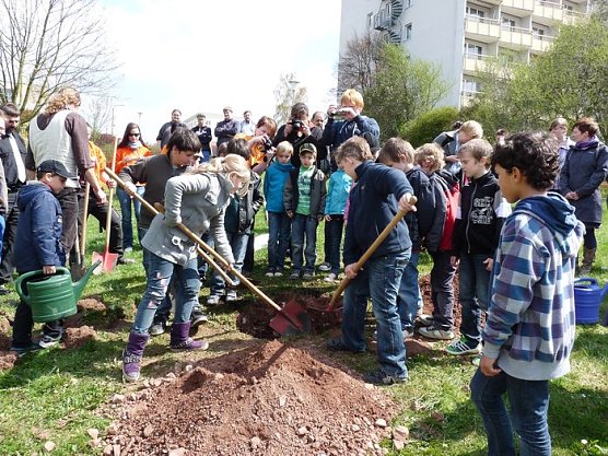 Baum des Jahres gepflanzt (Foto: Karl-Heinz Herrmann) Baum des Jahres gepflanzt (Foto: Karl-Heinz Herrmann)