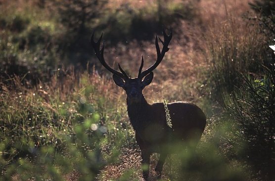 rothirsch (Foto: harz) rothirsch (Foto: harz)