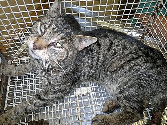 Besitzer des Katers gesucht (Foto: Stadt Sondershausen) Besitzer des Katers gesucht (Foto: Stadt Sondershausen)