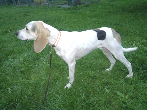 Jagdhund sucht seinen Besitzer (Foto: Stadt Sondershausen)