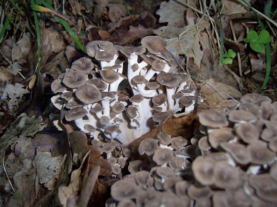 Eichhasen (Foto: Ronald S&uuml;&szlig;)
