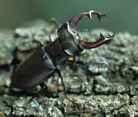 Das Männchen (Foto: privat) Das Männchen (Foto: privat)