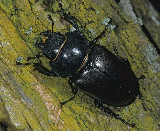 Das Weibchen (Foto: privat) Das Weibchen (Foto: privat)