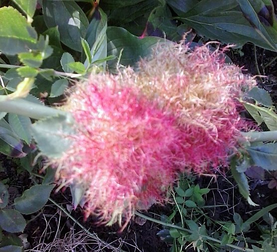 Wer kennt sich aus? (Foto: Karl-Heinz Herrmann)