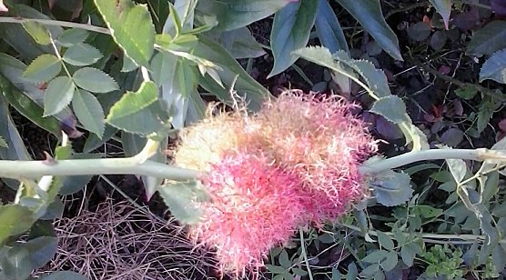 Wer kennt sich aus? (Foto: Karl-Heinz Herrmann)