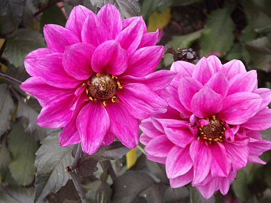 Kleing&auml;rtner auf Dahlienschau (Foto: Thomas Leipold)