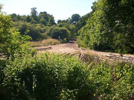 Fichteneinschlag (Foto: Karl-Heinz Herrmann) Fichteneinschlag (Foto: Karl-Heinz Herrmann)