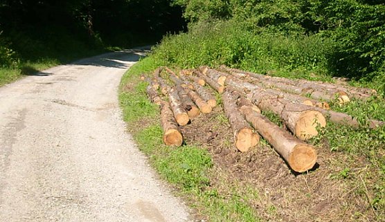 Fichteneinschlag (Foto: Karl-Heinz Herrmann) Fichteneinschlag (Foto: Karl-Heinz Herrmann)