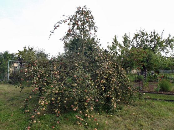 Kita Laube wird aufgebaut (Foto: Thomas Leipold)