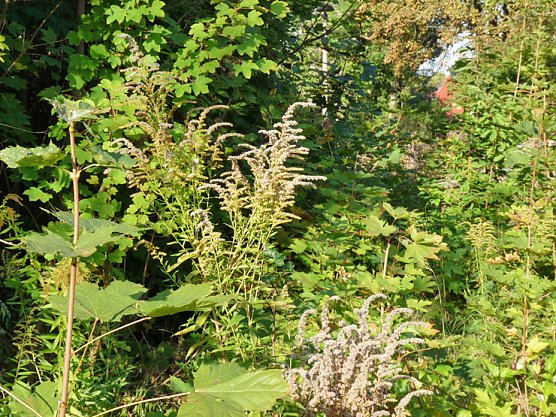 Aufgespie&szlig;t: Refugium oder? (Foto: Karl-Heinz Herrmann)