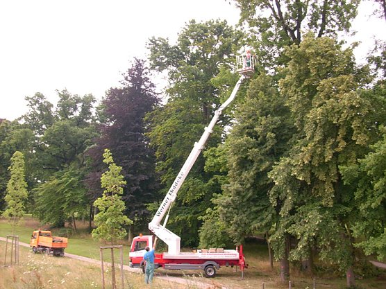 Baumpflege Schlosspark (Foto: Karl-Heinz Herrmann) Baumpflege Schlosspark (Foto: Karl-Heinz Herrmann)