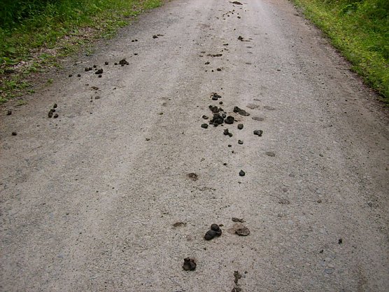 Hinterlassenschaften auf dem Hauptwanderweg (Foto: Karl-Heinz Herrmann)