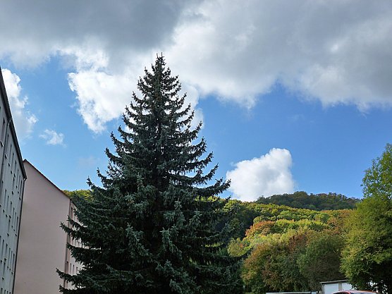 kn-Forum: Wieder Baumf&auml;llungen (Foto: Familie Kieper)