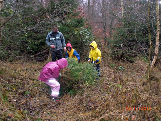 Baum geholt (Foto: Kindervilla Bad Frankenhausen)