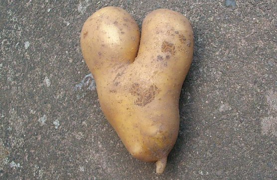Kartoffelherz (Foto: Karl-Heinz Herrmann)