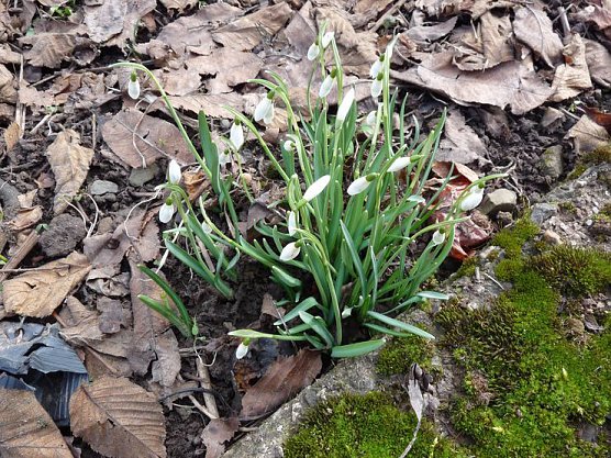 Kratzen angesagt (Foto: Privat)