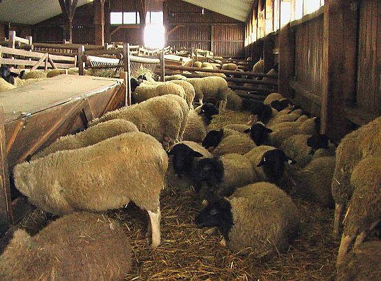 Besuch auf Arche- Rh&ouml;nschafhof (Foto: Privat)