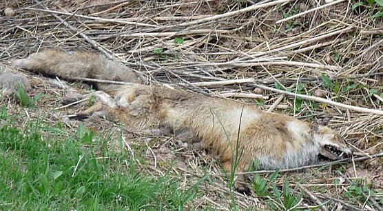 Armes Füchslein (Foto: Karl-Heinz Herrmann) Armes Füchslein (Foto: Karl-Heinz Herrmann)