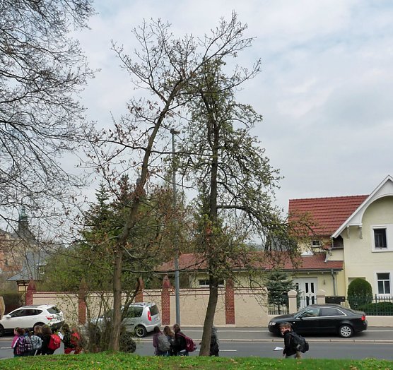 Der besondere Apfelbaum (Foto: Karl-Heinz Herrmann)