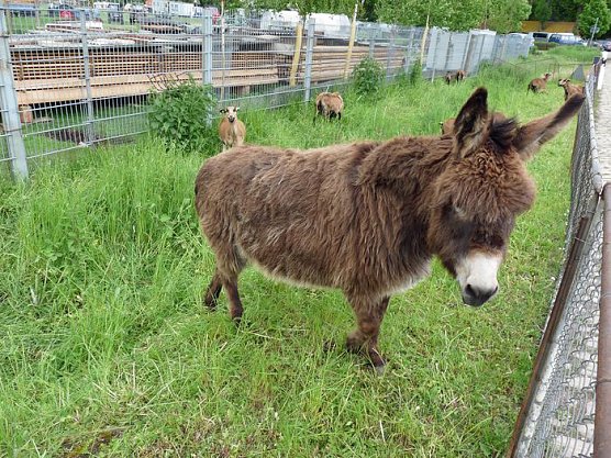 M&uuml;hlentag in Bottendorf (Foto: Karl-Heinz Herrmann)