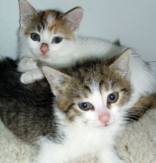 Geschwister (Foto: C. Knust)